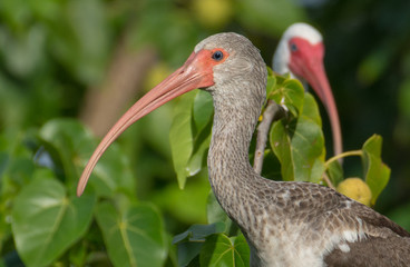 Juvenile White Ibis closeup