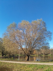 Obraz premium autumn landscape with trees