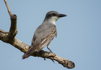 Gray Kingbird