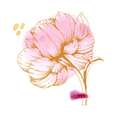 Isolated elegant pink peony. Ink outline drawing with watercolor wash. Floral design element.