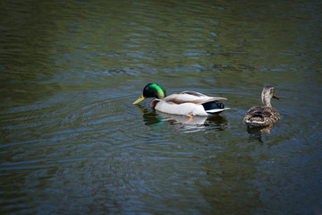 Duck stand next to a pond or lake with bokeh background