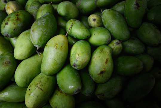 Large pile of green mangoes