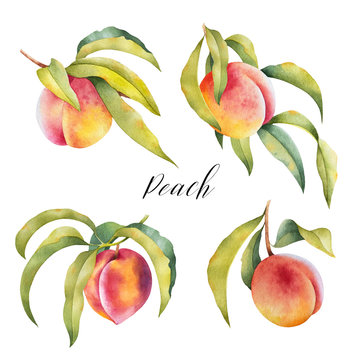 Hand drawn illustration of peaches on a branch with leaves. Set of watercolor isolated farm fresh fruit.