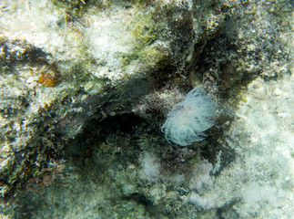 Obraz na płótnie Canvas Beautiful coral worm close up in Togian islands