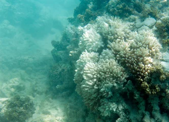 Keuken spatwand met foto bedreigde koralen in het koraalrif van de Seychellen © mauriziobiso