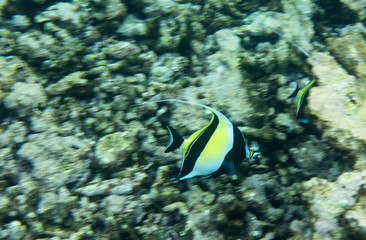 Butterfly fish in Seychelles