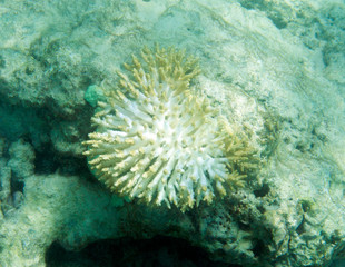 Naklejka na ściany i meble endangered corals in Seychelles coral reef