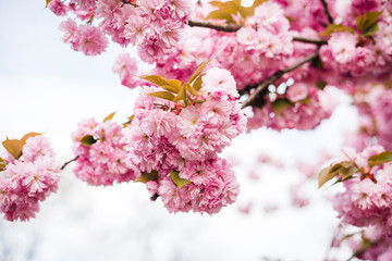 Obraz premium Beautiful cherry blossom sakura in spring time on nature background
