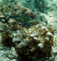 Naklejka na ściany i meble endangered corals in Seychelles coral reef