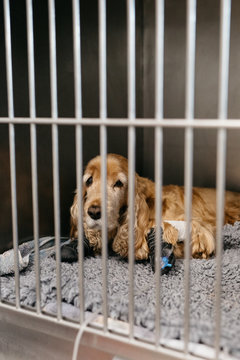 Cute sad dog in cage