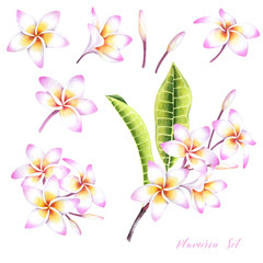 Set of tropical plumeria plants. Isolated realistic watercolor illustration of fragipani flowers and leaves.