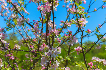 Blooming wild apple in the forest