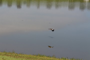 FAMÍLIA PATO  NO LAGO