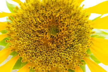 girasol
