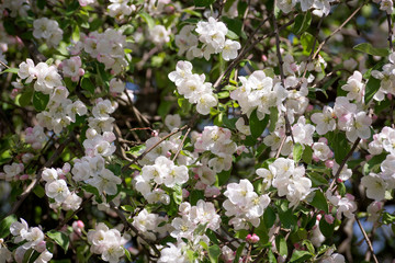 the flowers on the tree, catkins of a willow. the background image place for text