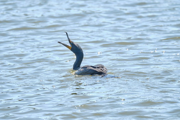 Obraz premium Cormorant in the water