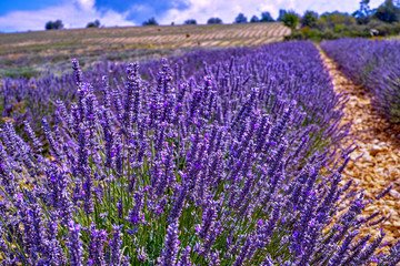 Obraz premium Lavender of Provence, summer fields with blossoming purple lavender plants in Van de Sault, Vaucluse, France