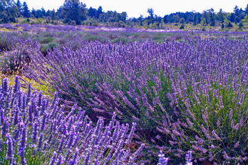 Fototapeta premium Lavender of Provence, summer fields with blossoming purple lavender plants in Van de Sault, Vaucluse, France