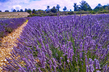 Lavender of Provence,  harvesting of purple lavender aromatic plants on summer fields in Val de Sault, Vaucluse, France
