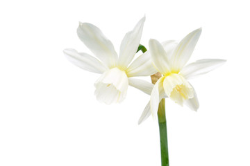Fototapeta na wymiar White flowers of Daffodil (Narcissus) close-up isolated on white background. Cultivar Thalia from Triandrus Daffodil Group