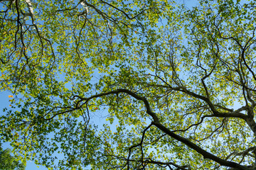 Nature background with big platanus tree and blue sky, up view