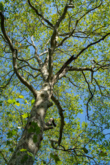 Nature background with big platanus tree and blue sky, up view