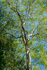 Nature background with big platanus tree and blue sky, up view