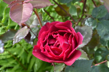 pink rose in garden