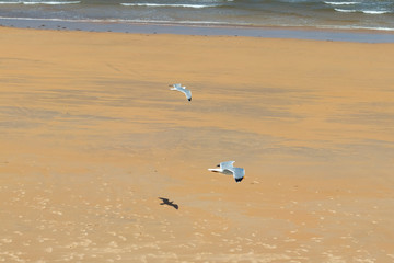 Two beautiful seagulls fly in stormy weather on the background of a sandy beach
