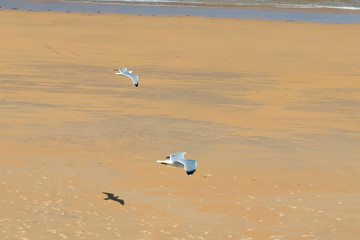Fototapeta na wymiar Two beautiful seagulls fly in stormy weather on the background of a sandy beach