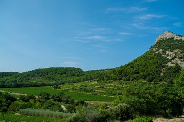 Landscape with green vineyards in Luberon, Privence, France