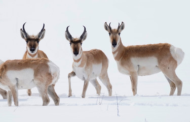 Pronghorn crossing a meadow shortly after a large snow.,.