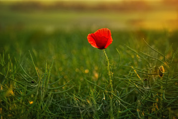 Red poppy in a field
