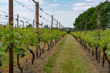 Fototapeta na wymiar Dutch winery and vineyard in North Brabant, Netherlands