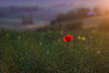 Poppy field of red poppies
