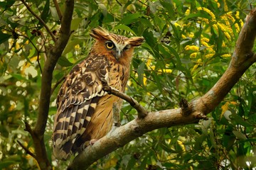 Buffy Fish Owl - Ketupa ketupu known as the Malay fish owl, is a species of owl in the family Strigidae