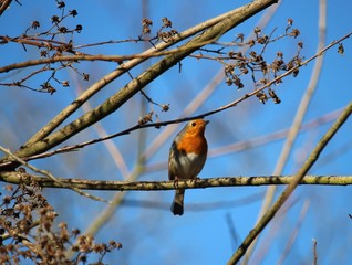 Robin bird