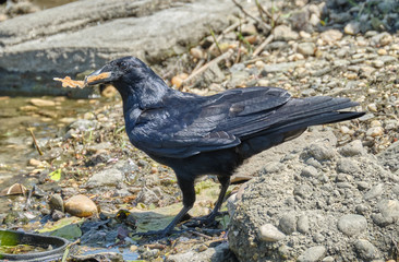 Naklejka premium Crow