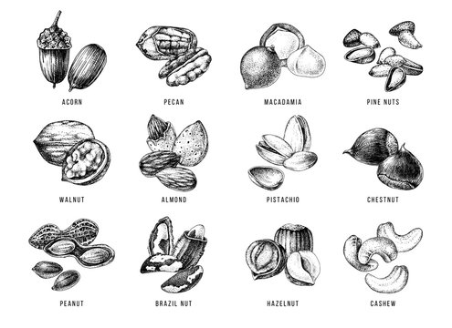 Hand drawn set of 12 edible nuts