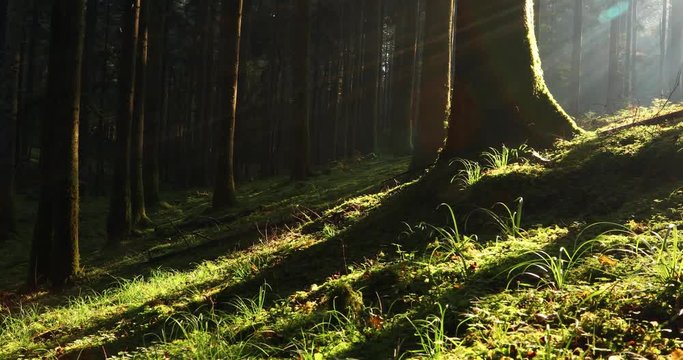 Morning sun beams in magic mossy forest wit flying insects.
