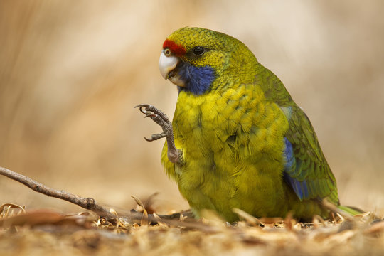 Green Rosella - Platycercus caledonicus or Tasmanian rosella is a species of parrot native to Tasmania and Bass Strait islands