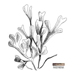 Hand drawn rhodymenia palmata seaweed © Marina Gorskaya