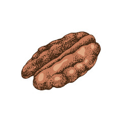 Hand drawn pecan nut