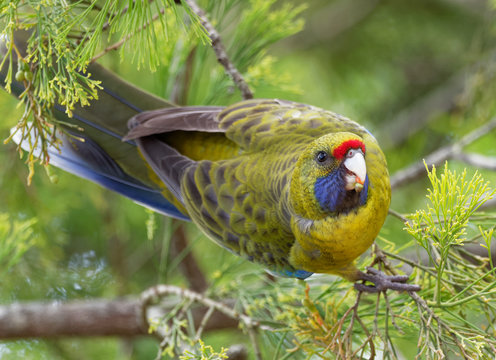 Green Rosella - Platycercus caledonicus or Tasmanian rosella is a species of parrot native to Tasmania and Bass Strait islands