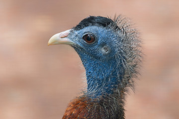 Great Argus Pheasant (Argusianus argus), Native to Southeast Asia