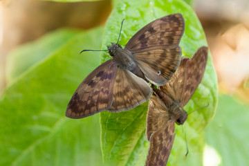 Fototapeta premium insecto