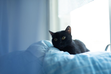black cat lying on a blue blanket on window sill. Advertising animals concept - Powered by Adobe