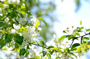 Delicate flowers of white apple under the warm sunshine