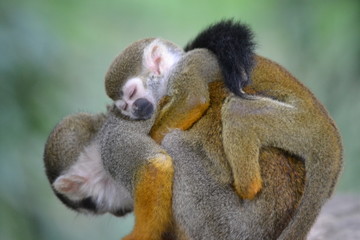 Squirrel Monkey and Baby  Close