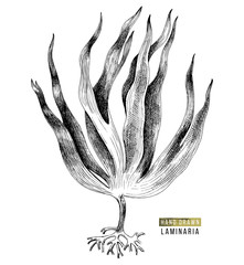 Hand drawn laminaria digitata seaweed - obrazy, fototapety, plakaty